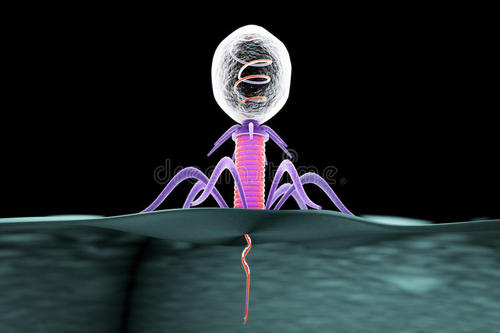 研究人员发现新的免疫系统如何保护细菌免受噬菌体侵害