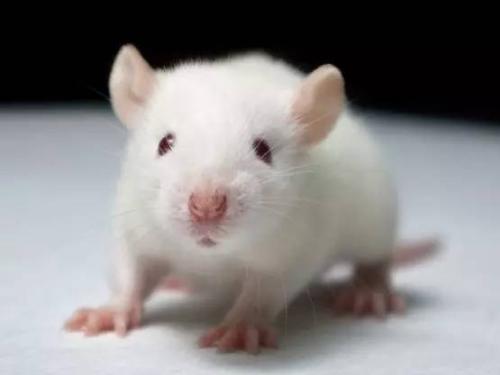 雄性小鼠的脑部窘迫程度远高于雌性小鼠