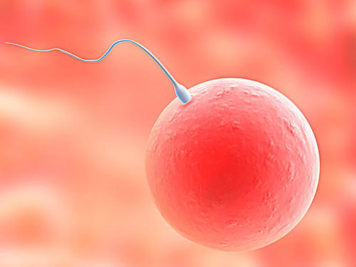 研究表明人体如何消除质量最差的卵细胞