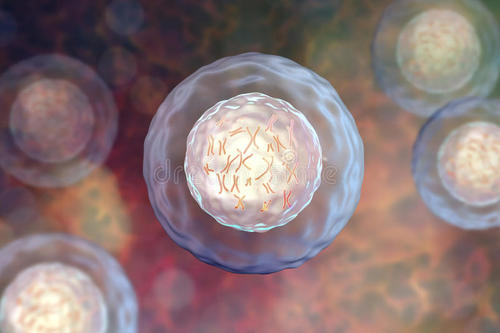 研究表明细胞竞争如何纠正胚胎发生过程中嘈杂的形态发生子梯度