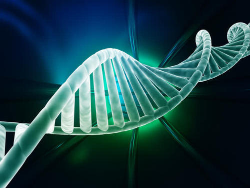 维持细胞身份的机制基于容纳DNA的蛋白质的状态