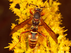 科学家追踪纸黄蜂中视觉个体识别的演变