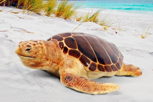 气候变化对佛得角红海龟的威胁