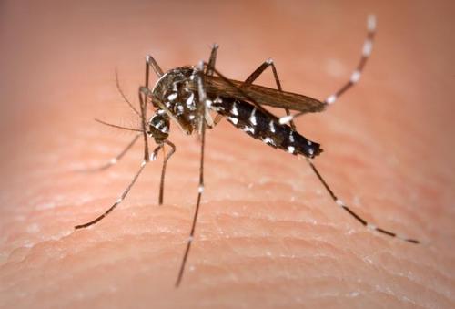 更大的蚊子更容易传播疾病 使居民处于危险之中
