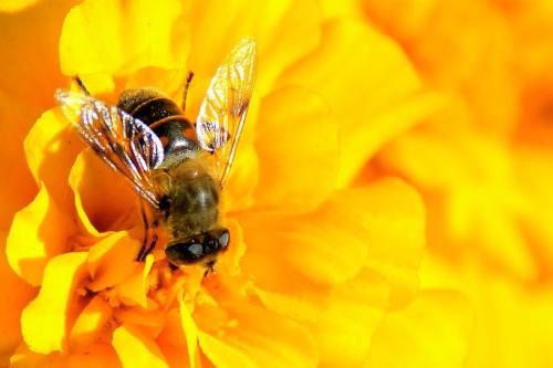 蜜蜂的大脑发育可能会增强摇摆舞的交流