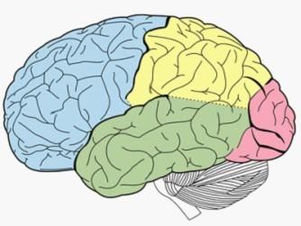 科学家预测大脑区域会刺激不同大脑状态之间的转换