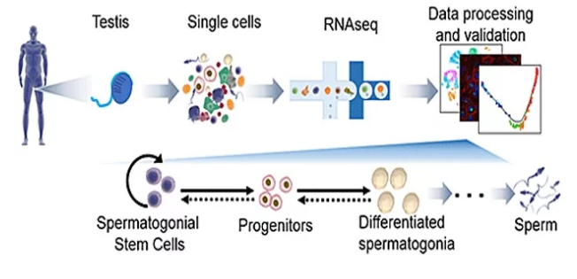 精子生成见解产生不孕症治疗的可能性