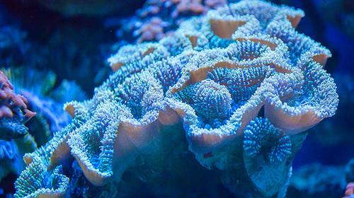 研究人员描述了仅在化石记录中才能看到的活珊瑚生存策略