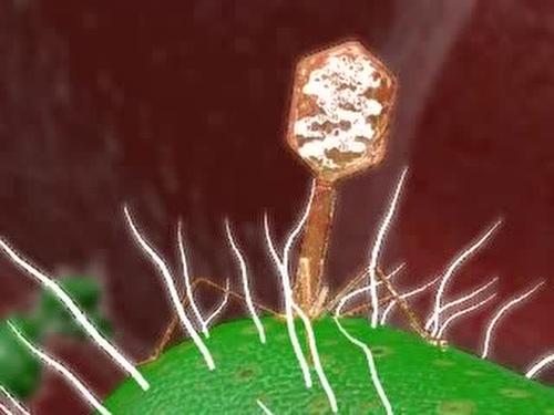 研究人员帮助噬菌体克服CRISPR