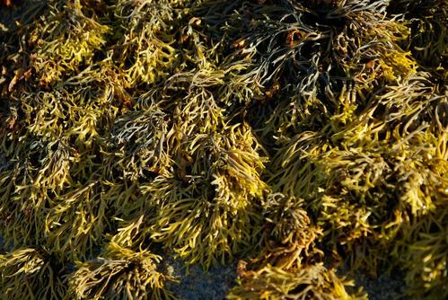 藻类大量繁殖有毒的基因答案