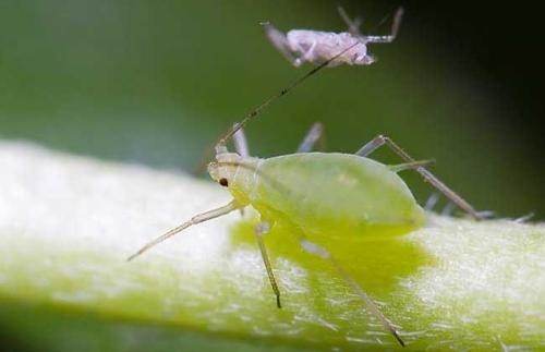 蚜虫害虫使用视力避免细菌危害