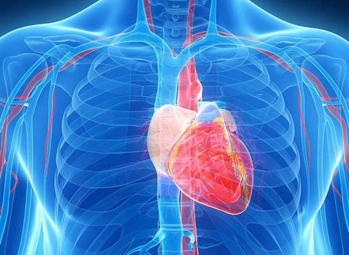 心脏干细胞输注有一天可以帮助逆转人心脏的衰老过程