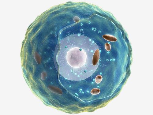 研究为将线粒体生物学转化为临床应用奠定了基础