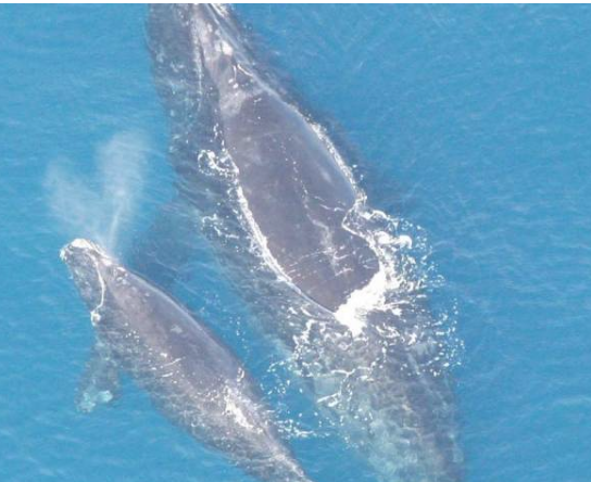 当与幼崽交流时雌性大西洋右鲸将声音降低以防止掠夺者偷听