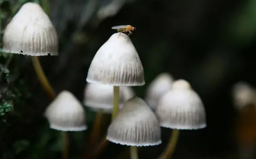 食用含有迷幻物质的魔术蘑菇可能会导致思想不受约束的状态