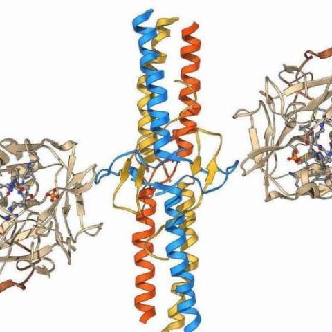 人类共转运蛋白家族成员的第一个结构已解决