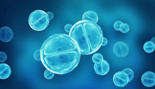 发现可在胚胎发育过程中将血管转化为干细胞的开关