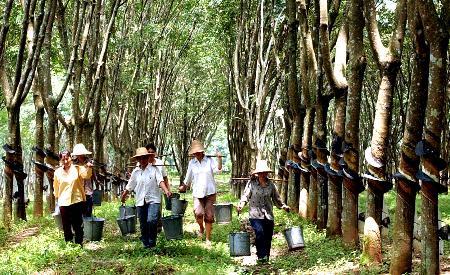 森林碳信用不足以防止橡胶种植