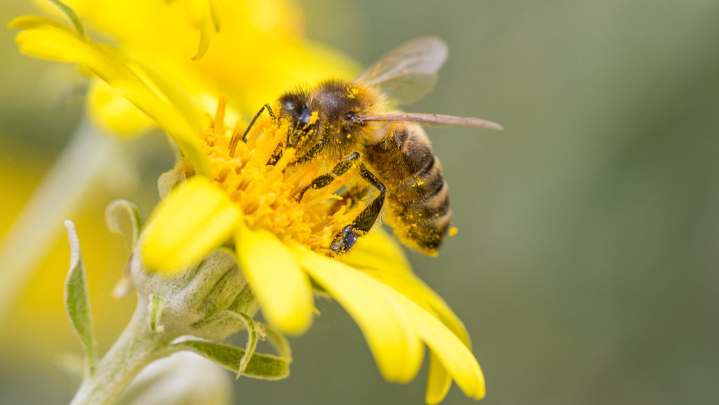 摧毁螨虫的肠道细菌可能有助于拯救脆弱的蜜蜂