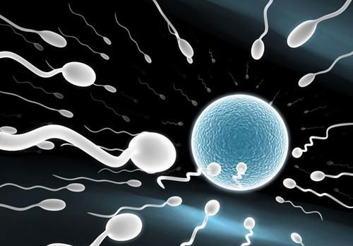 精子中的转录扫描可调节人类进化的速度