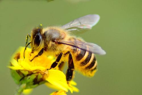 蜜蜂的大脑升级可能有助于昆虫寻找食物