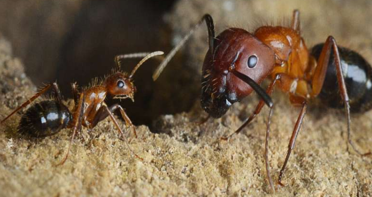研究团队发现了控制木蚂蚁社交行为的表观遗传途径