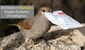 巴巴多斯的鸟脑解释了智力的进化