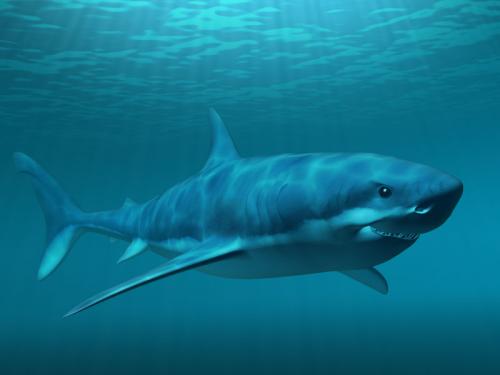 认识世界上第一个吃沙拉的鲨鱼