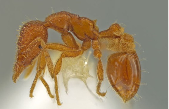 昆虫学家在自己的后院发现了新的蚂蚁物种