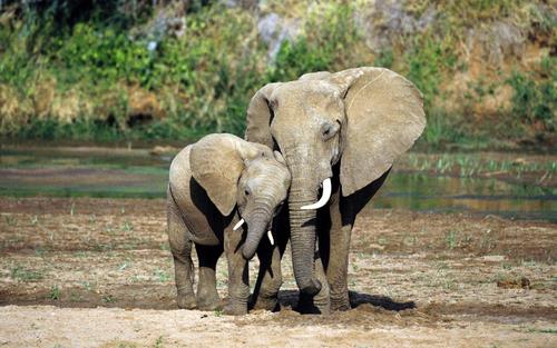 非洲大象表现出因生态变化而变化的运动