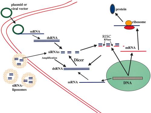 生物学家发现了连接RNA的结构和功能