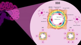 研究人员的分子图谱绘制了血脑屏障