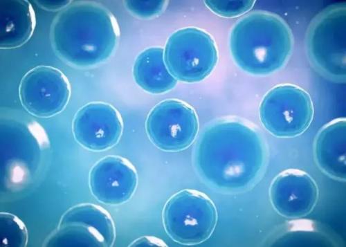 生物学家发现了创造细胞分化的复杂性