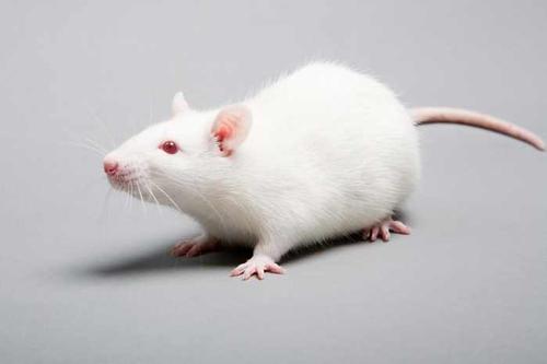 在实验室小鼠研究中鉴定出360种新疾病模型