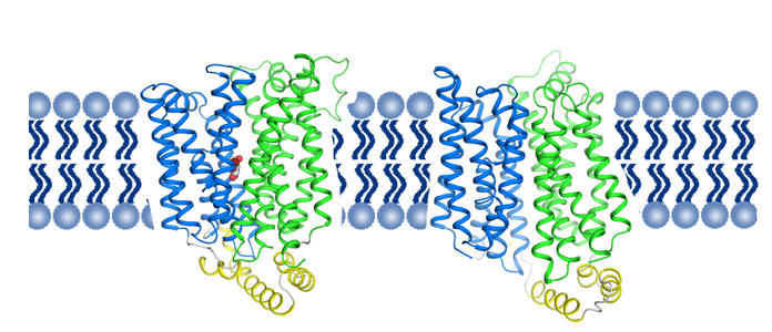 了解单分子水平的转运蛋白的机制
