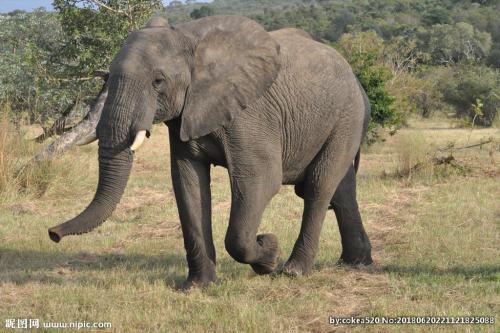 大象 地球上最大的生地动物