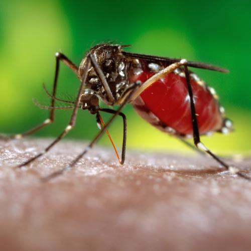 Zika研究可能会 加强 疫苗研究