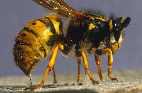 研究人员发现了蜂类履行保姆职责的蜂种