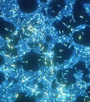 弗吉尼亚理工大学教授获得NSF资助以研究细菌中的生物膜形成