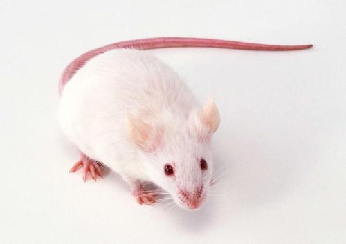 常见化学物质与小鼠罕见的先天缺陷有关