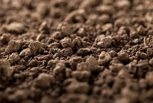 科学家成功地接种了在盐渍土壤中种植作物