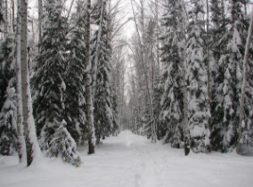 UNH研究人员发现北部森林已经失去了严寒