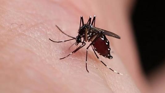 蚊子用时间胶囊蛋推动北极限以便在冬季生存