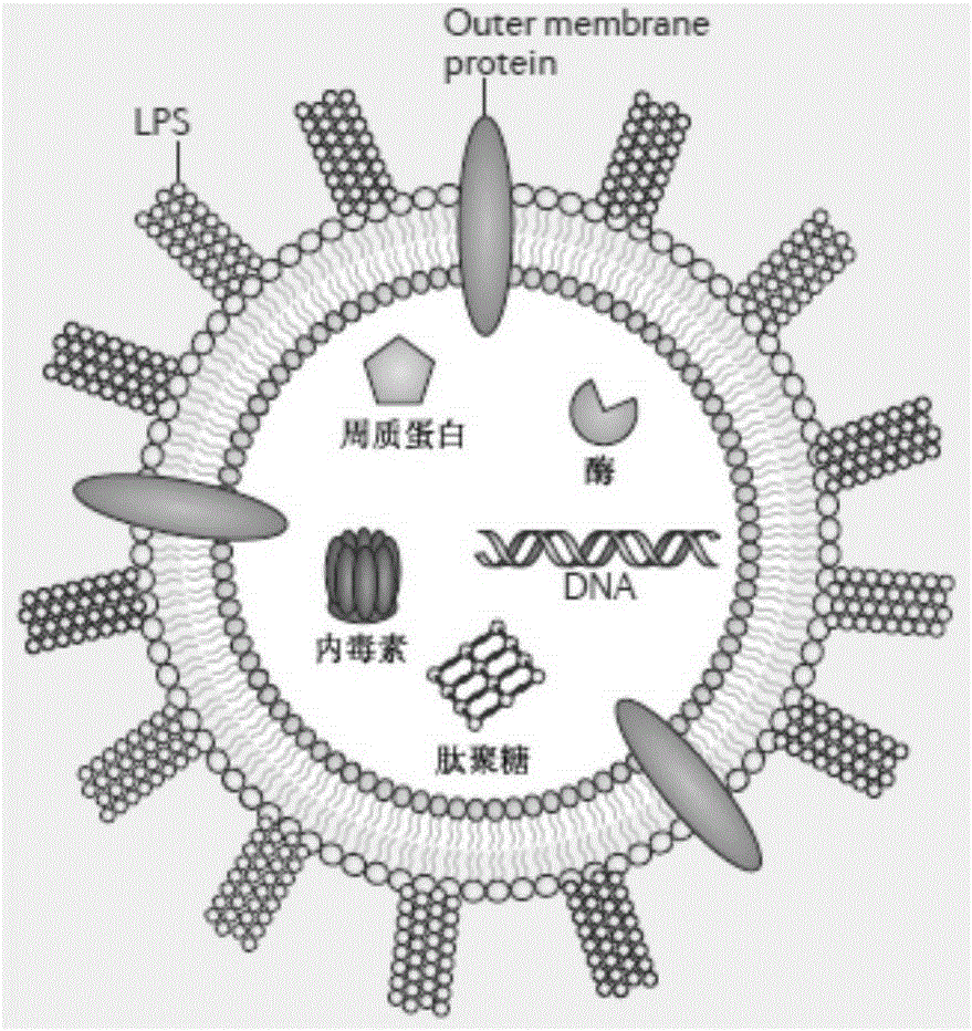 细菌外膜囊泡可能会改变疫苗配方