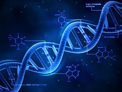 研究人员发现靶向基因的分子再生组织