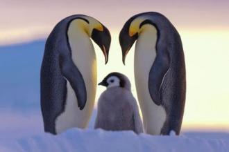 研究建议对帝企鹅进行特殊保护