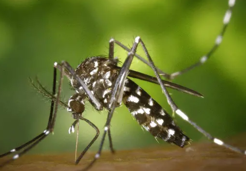 GMO寄生虫有望成为人类疟疾疫苗