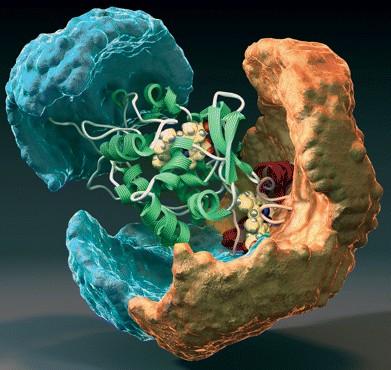 研究人员在数百万疾病的寄生虫中发现新的蛋白质功能