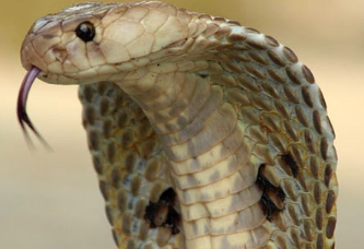 科学家对眼镜蛇的基因组进行测序
