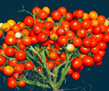 研究人员使用CRISPR创建紧凑型番茄植株